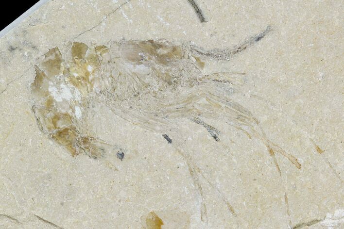 Cretaceous Fossil Shrimp - Lebanon #107461